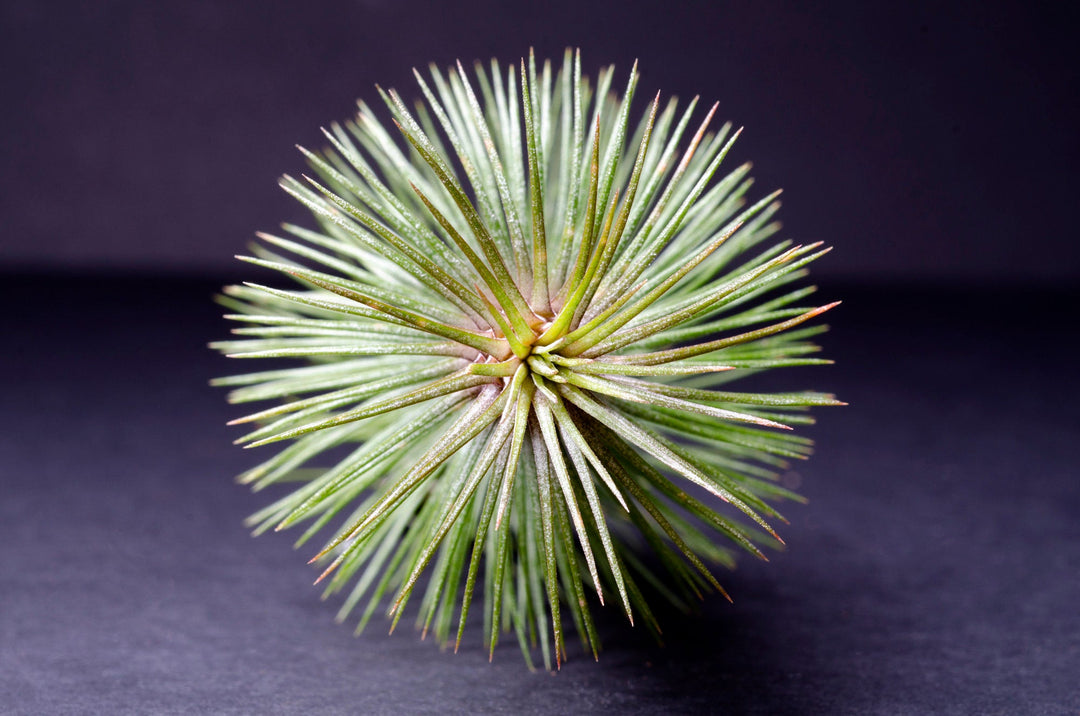 Tillandsia Funckiana var. Recurvifolia - Air Plant – The Artizan Way