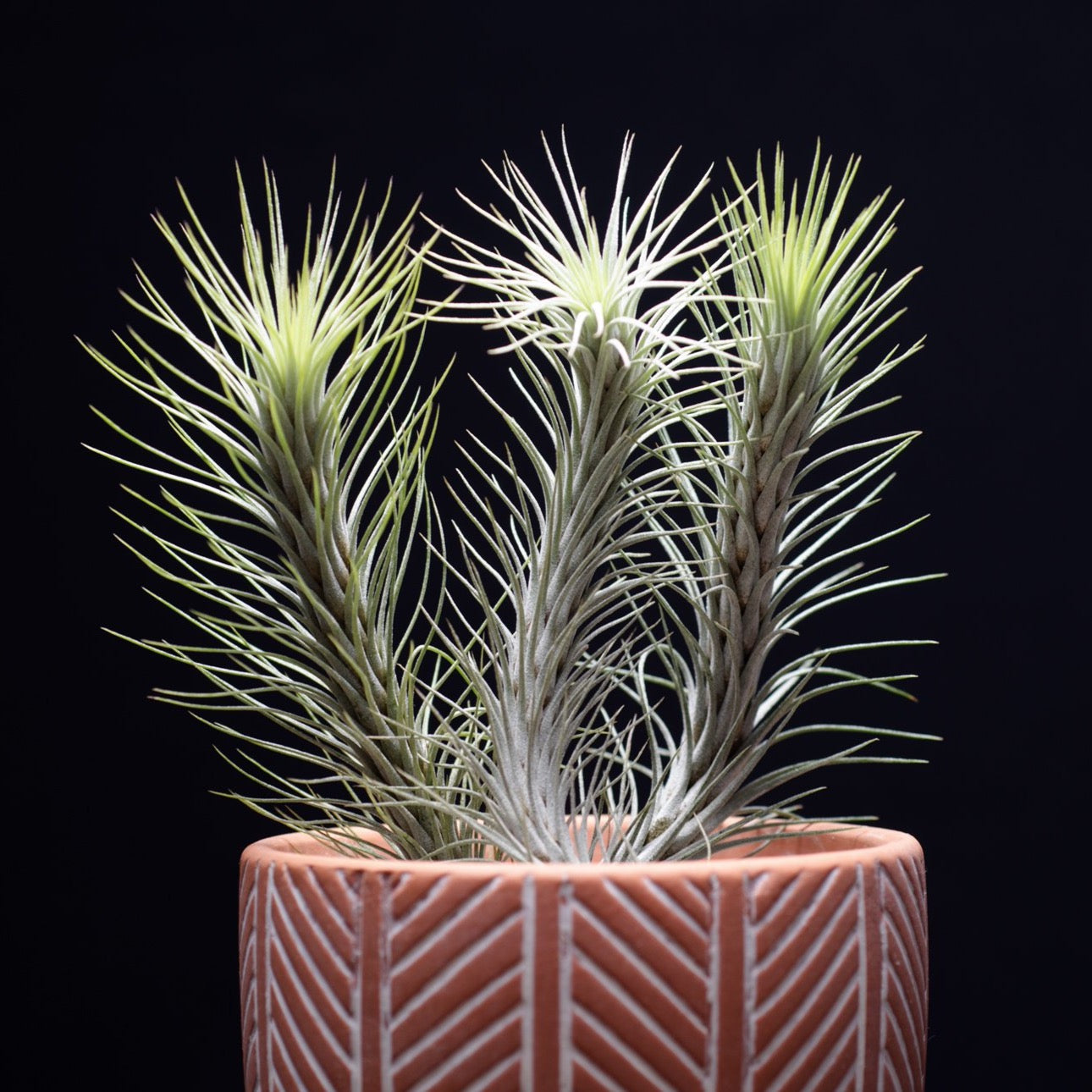 funckiana air plant care Tillandsia Funckiana No. 3