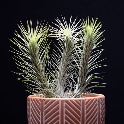 Tillandsia Funkiana No. 3 Air Plant | Funky Air Plants, Air Purifying, Low Maintenance, Indoor House Plant, Succulent