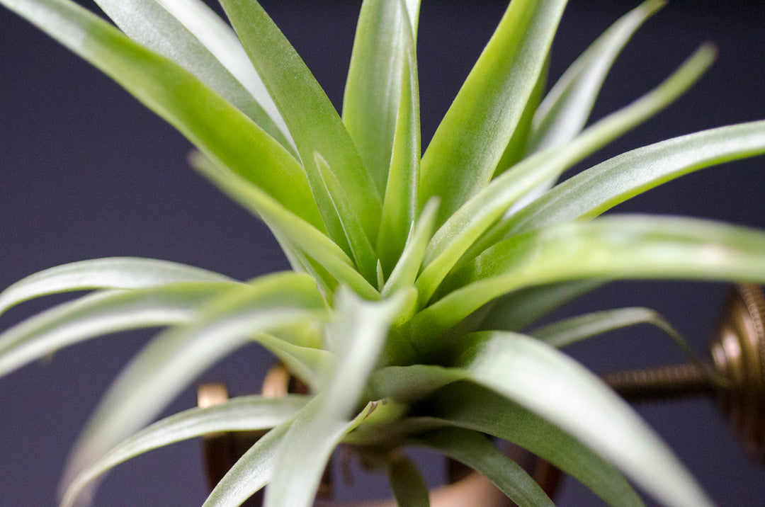robertas air plants Tillandsia Capitata Red "Coral Blooms" Air Plant – The Artizan Way