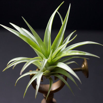 Capitata Red &quot;Coral Blooms&quot; Air Plant | Tillandsia, Low Maintenance, Indoor House Plant, Flowering Air Plants, Air Purifying, Succulent