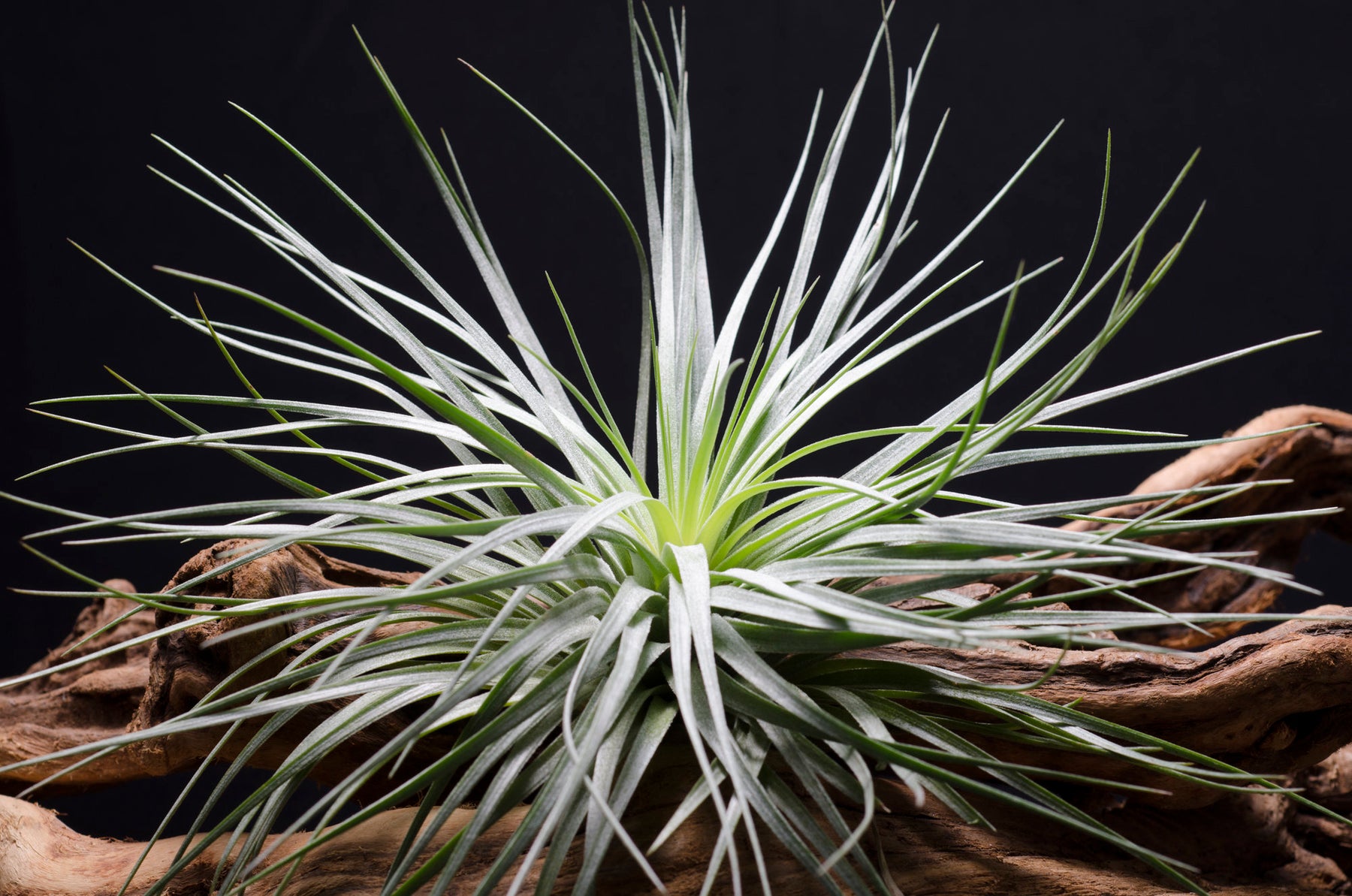 largest air plant Tillandsia Houston Green Giant Air Plant – The Artizan Way