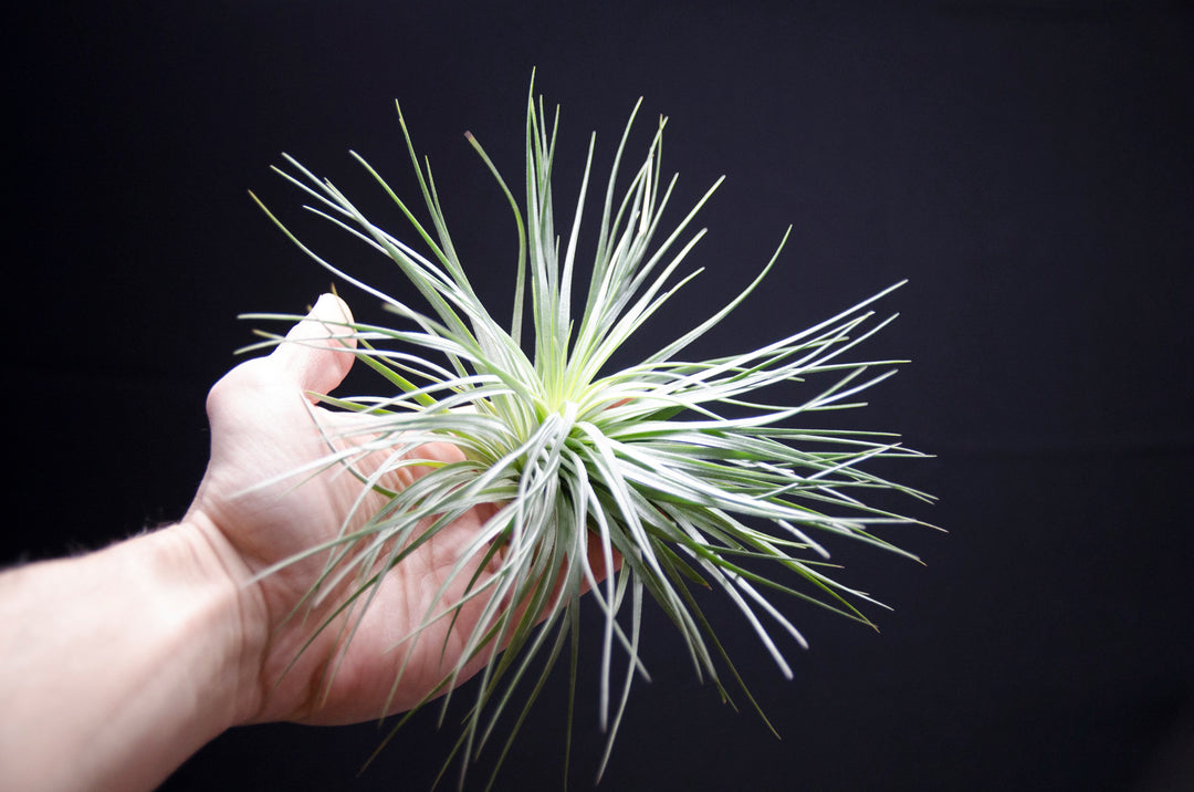where to buy air plants in houston Tillandsia Houston Green Giant Air Plant – The Artizan Way