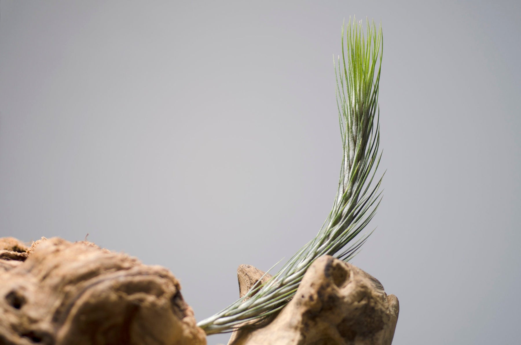 funkiana air plant Tillandsia Funckiana No. 1