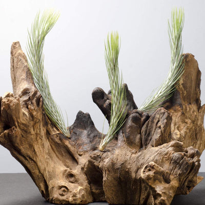 Tillandsia Funkiana No. 1 Air Plant | Funky Air Plants, Air Purifying, Low Maintenance, Indoor House Plant, Succulent