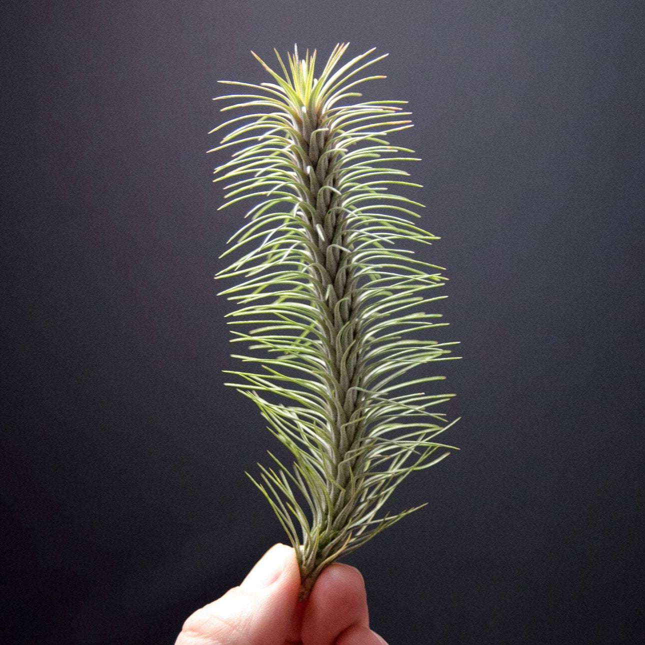 funckiana air plant care Tillandsia Funckiana var. Recurvifolia