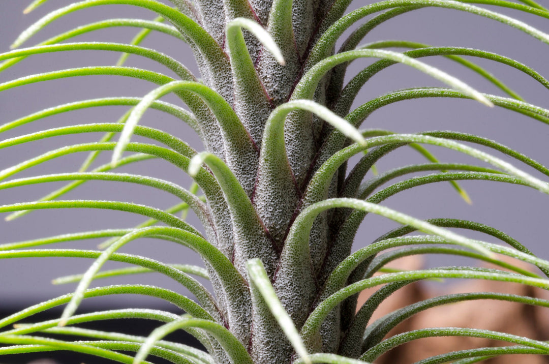 air plants new zealand Tillandsia Funckiana var. Recurvifolia