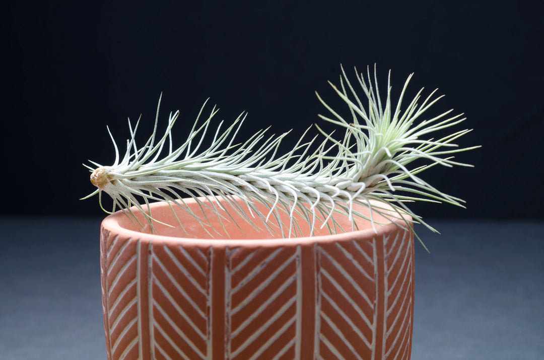 Tillandsia Funckiana No. 3 - Air Plant – The Artizan Way
