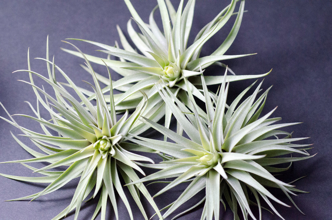 plagiotropica air plant Tillandsia Plagiotropica Air Plant – The Artizan Way