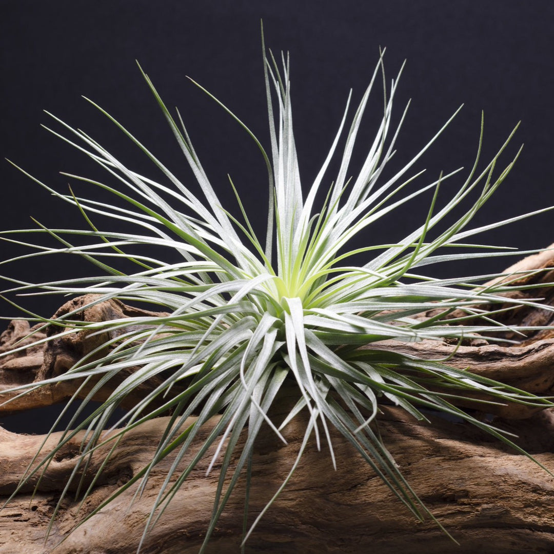 largest air plant species Tillandsia Houston Green Giant Air Plant – The Artizan Way