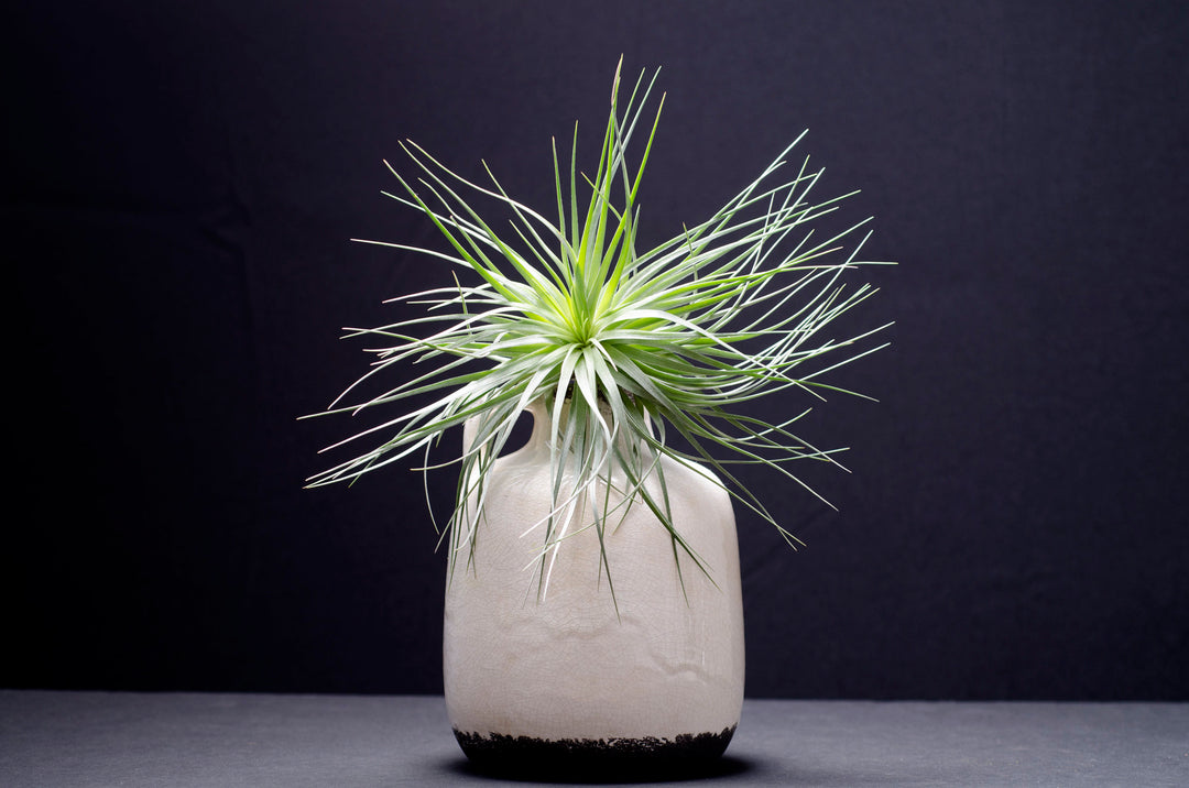 largest air plant Tillandsia Houston Green Giant Air Plant – The Artizan Way