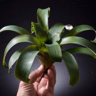 is bromeliad an air plant Tillandsia Complanata