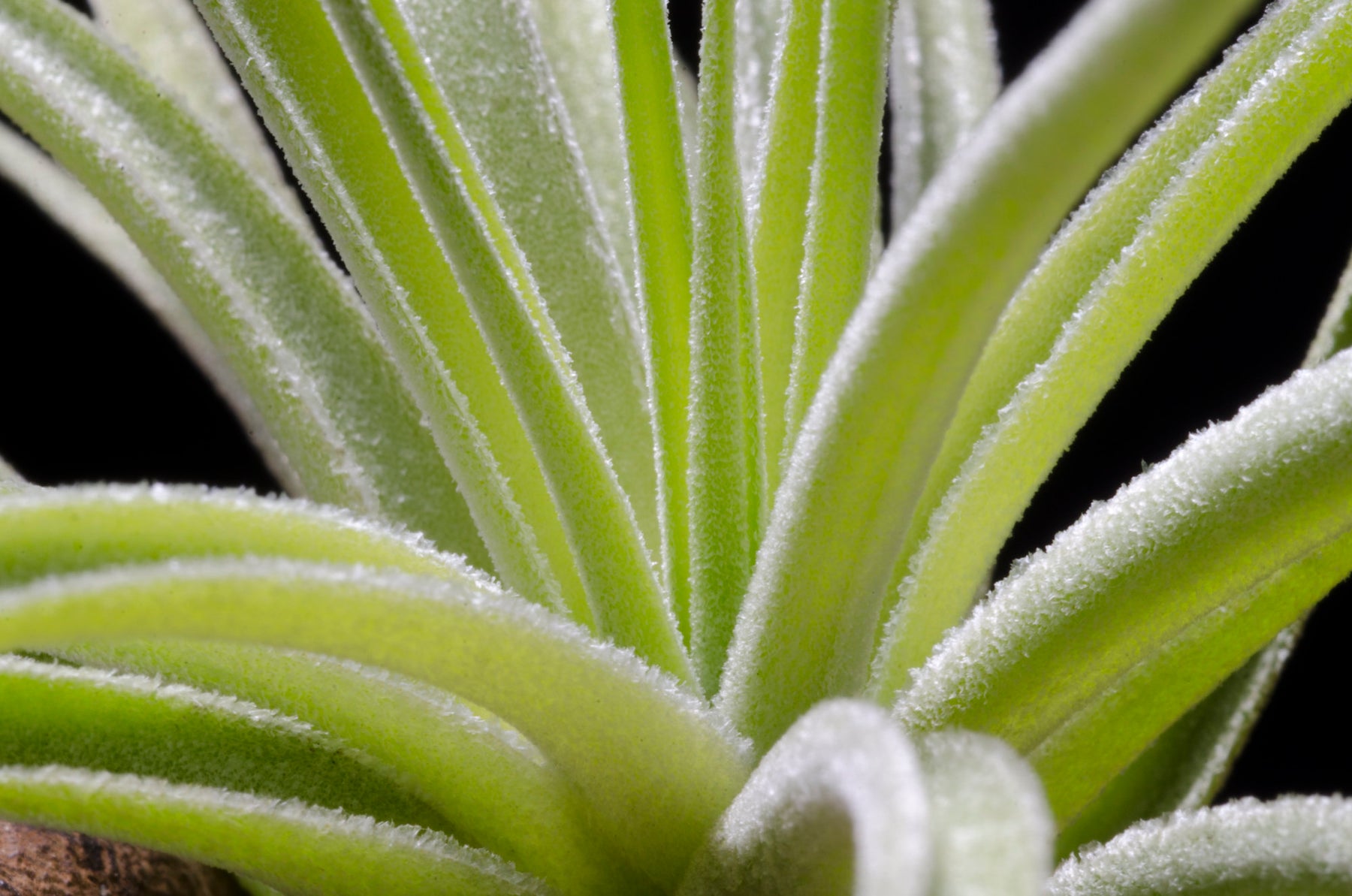 plagiotropica air plant Tillandsia Plagiotropica Purple Form - Tillandsia Kamii