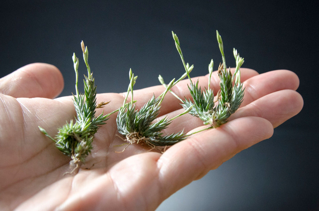 Tillandsia Pedicellata - RARE Miniature Air Plant – The Artizan Way
