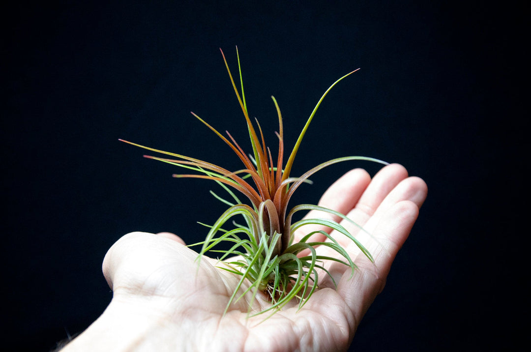 rainforest air plants Tillandsia Rainforest Red