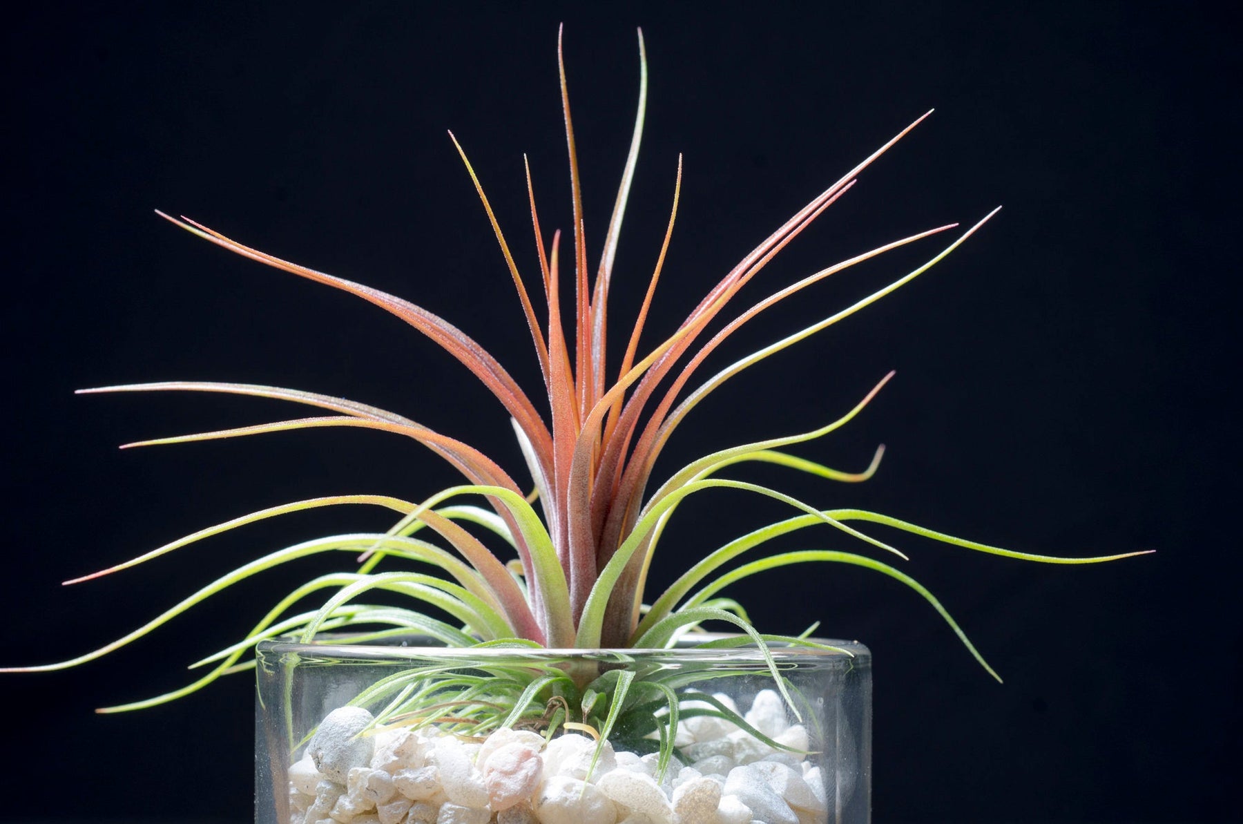 air plants rainforest Tillandsia Rainforest Red