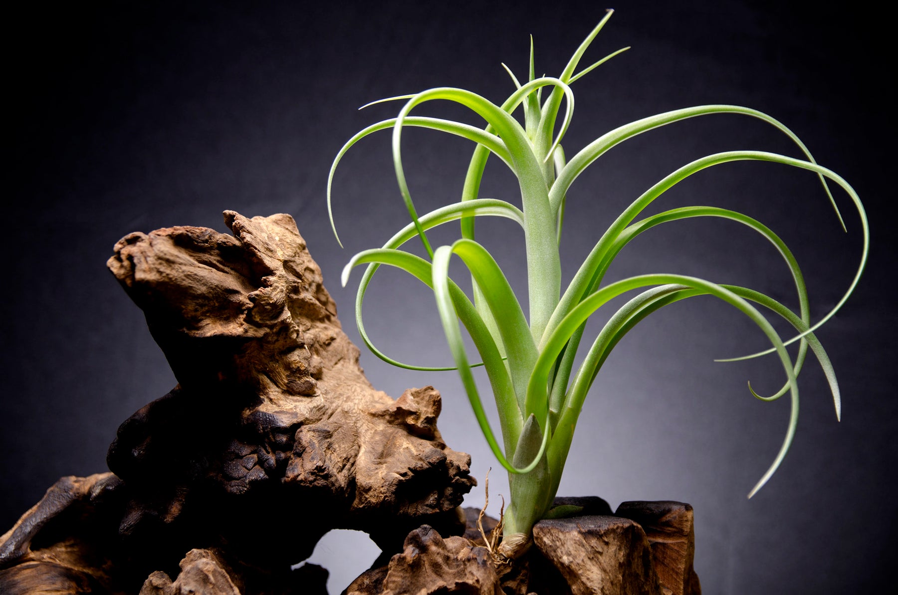twisted acres air plants Tillandsia Twisted Tim Green Giant