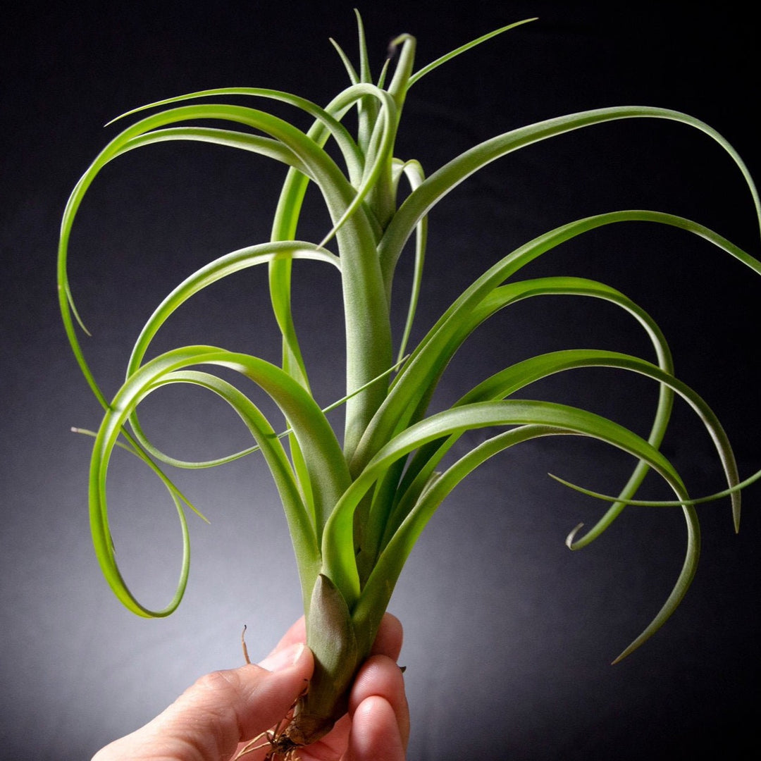 twisted acres air plants Tillandsia Twisted Tim Green Giant