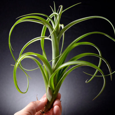 Tillandsia Twisted Tim Green Giant - Air Plant | Curly Plant, Large Plant, Indoor House Plant, Easy Care Plant, Air Plants, Air Purifying