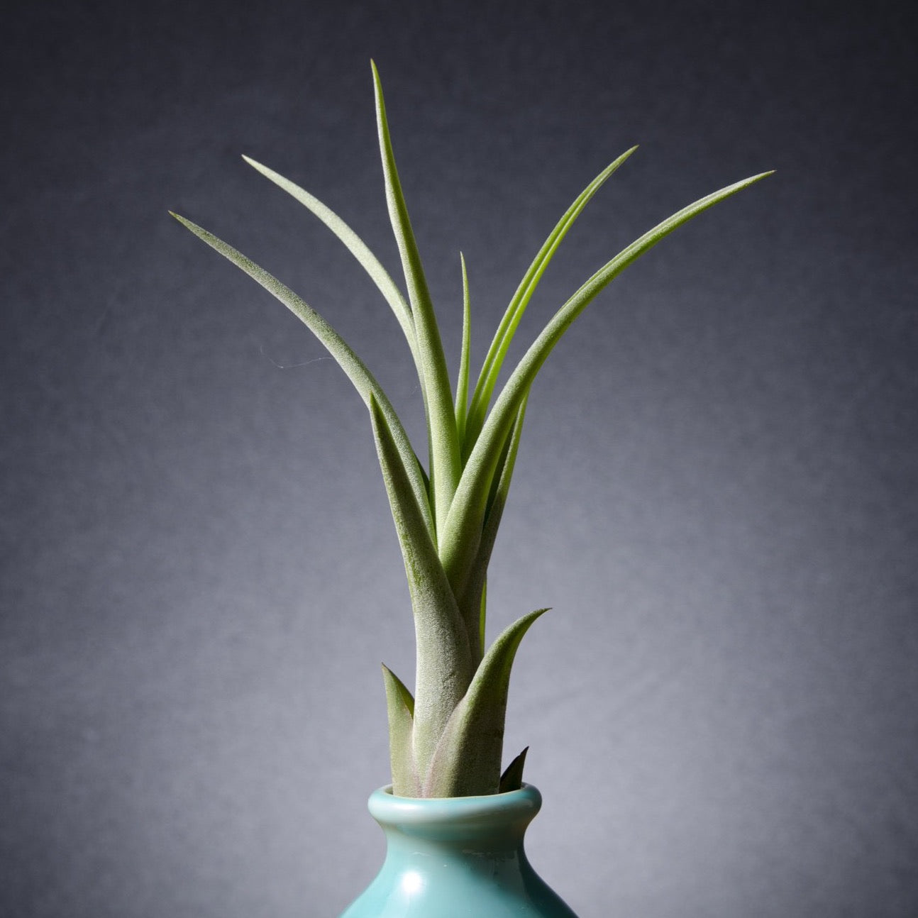 caput medusae jellyfish air plant Tillandsia Hybrid Caput Medusae Air Plant – The Artizan Way