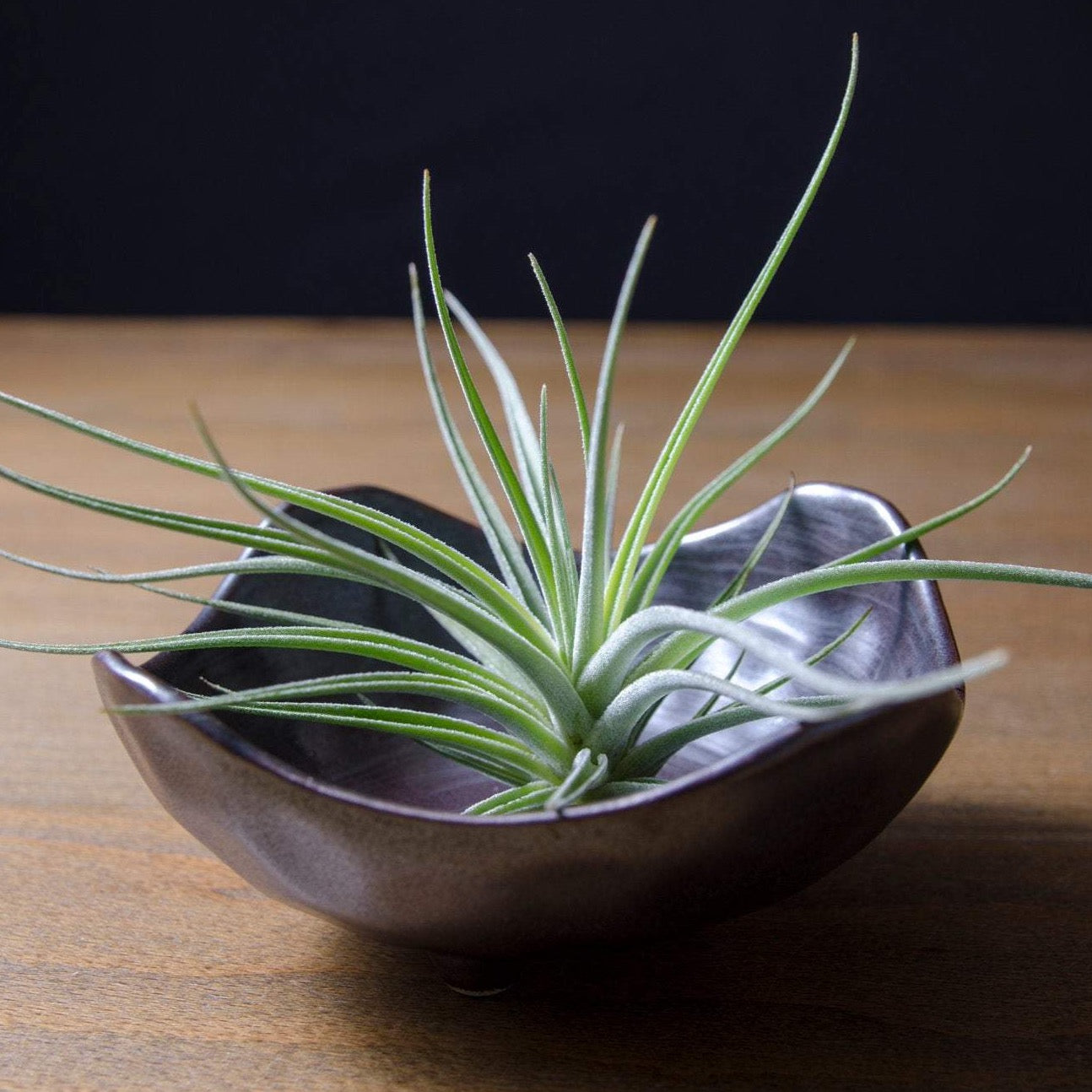 unusual air plants Tillandsia Didisticha
