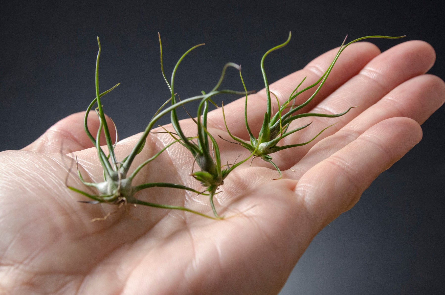 mini air plants Tillandsia Bulbosa Mini Brazil