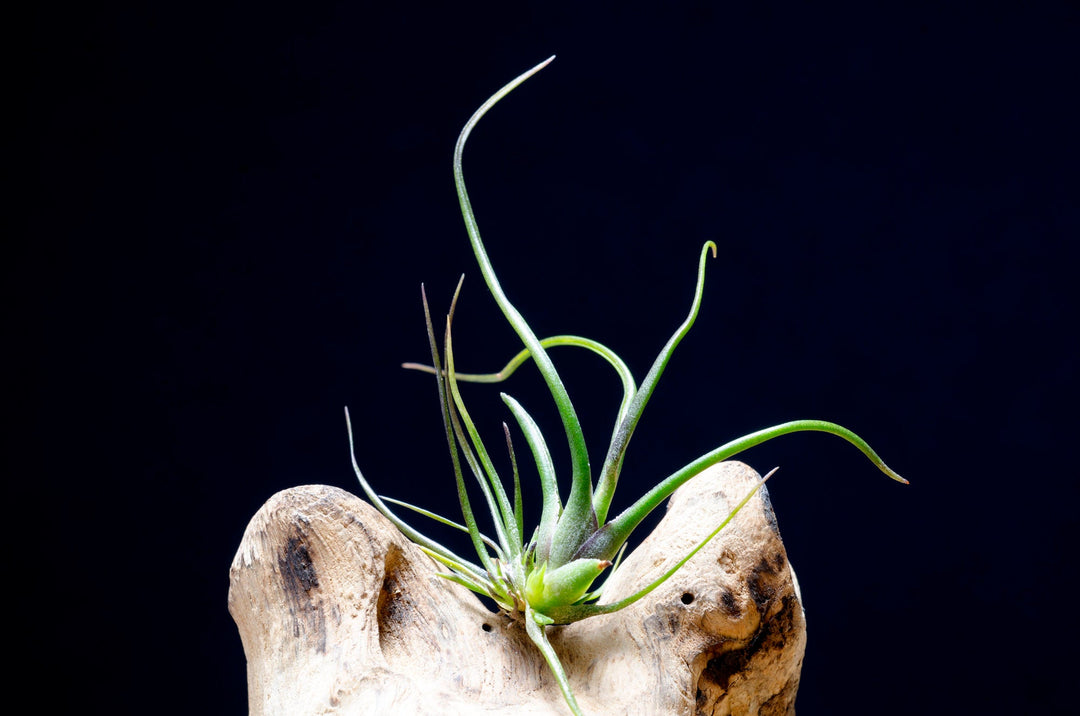 bulbosa air plant care Tillandsia Bulbosa Mini Brazil