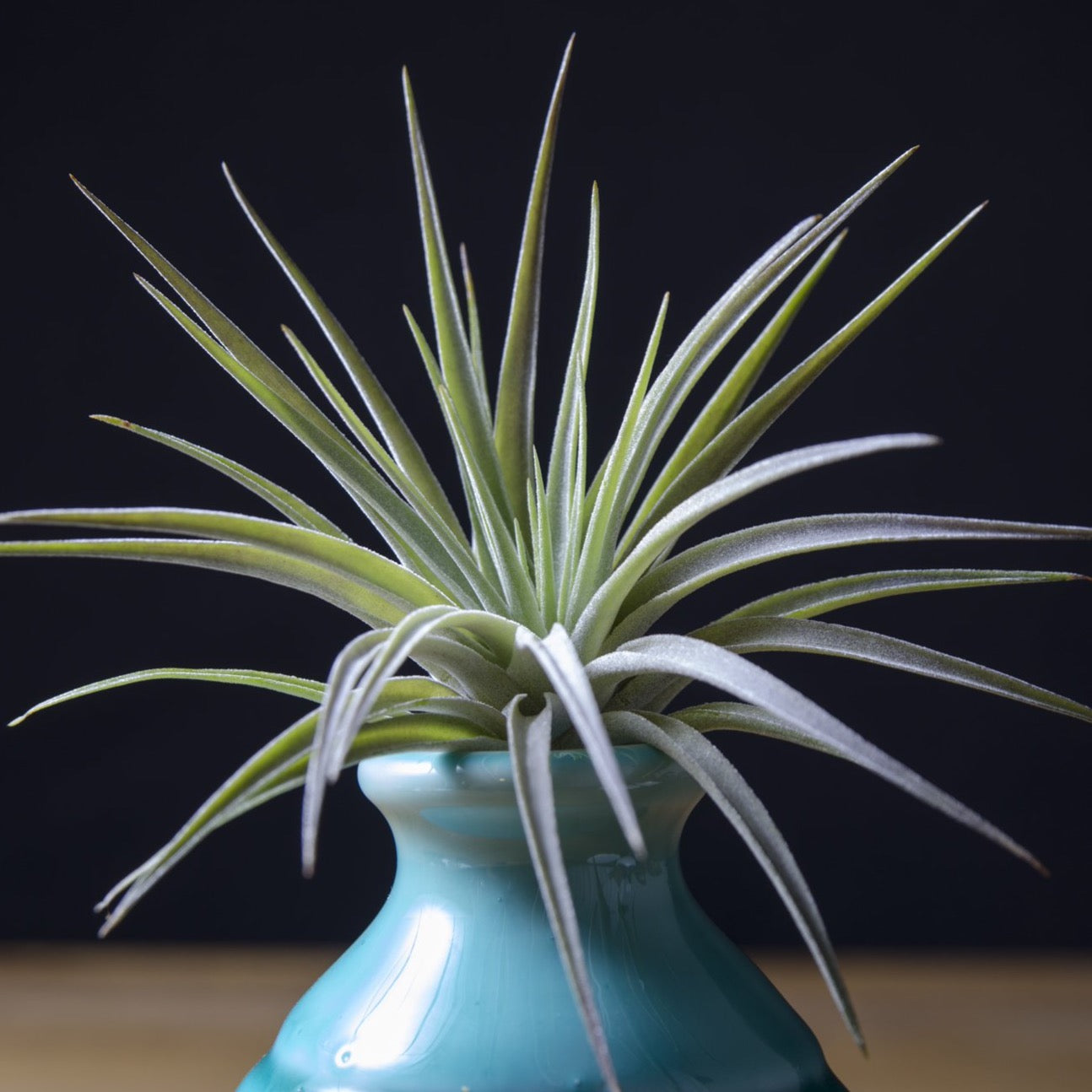 air plant purple Tillandsia Plagiotropica Purple Form - Tillandsia Kamii