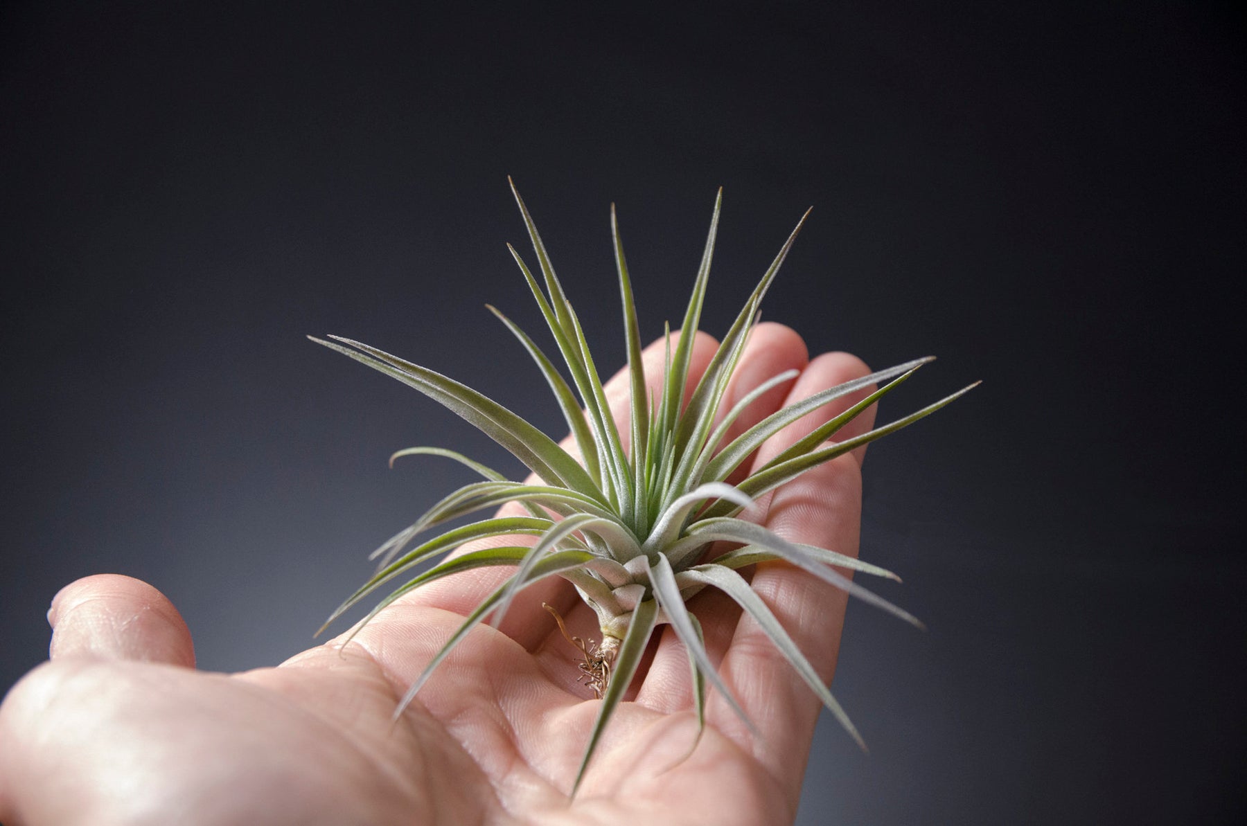 air plant purple Tillandsia plagiotropica var. purple