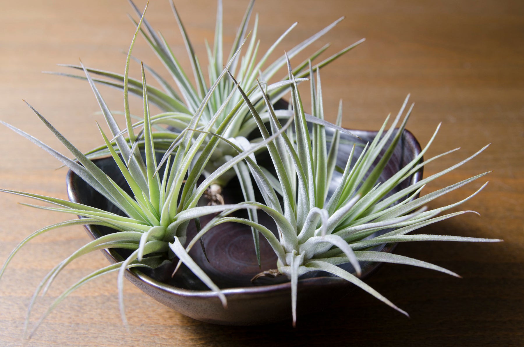 plagiotropica air plant Tillandsia Plagiotropica Purple Form - Tillandsia Kamii