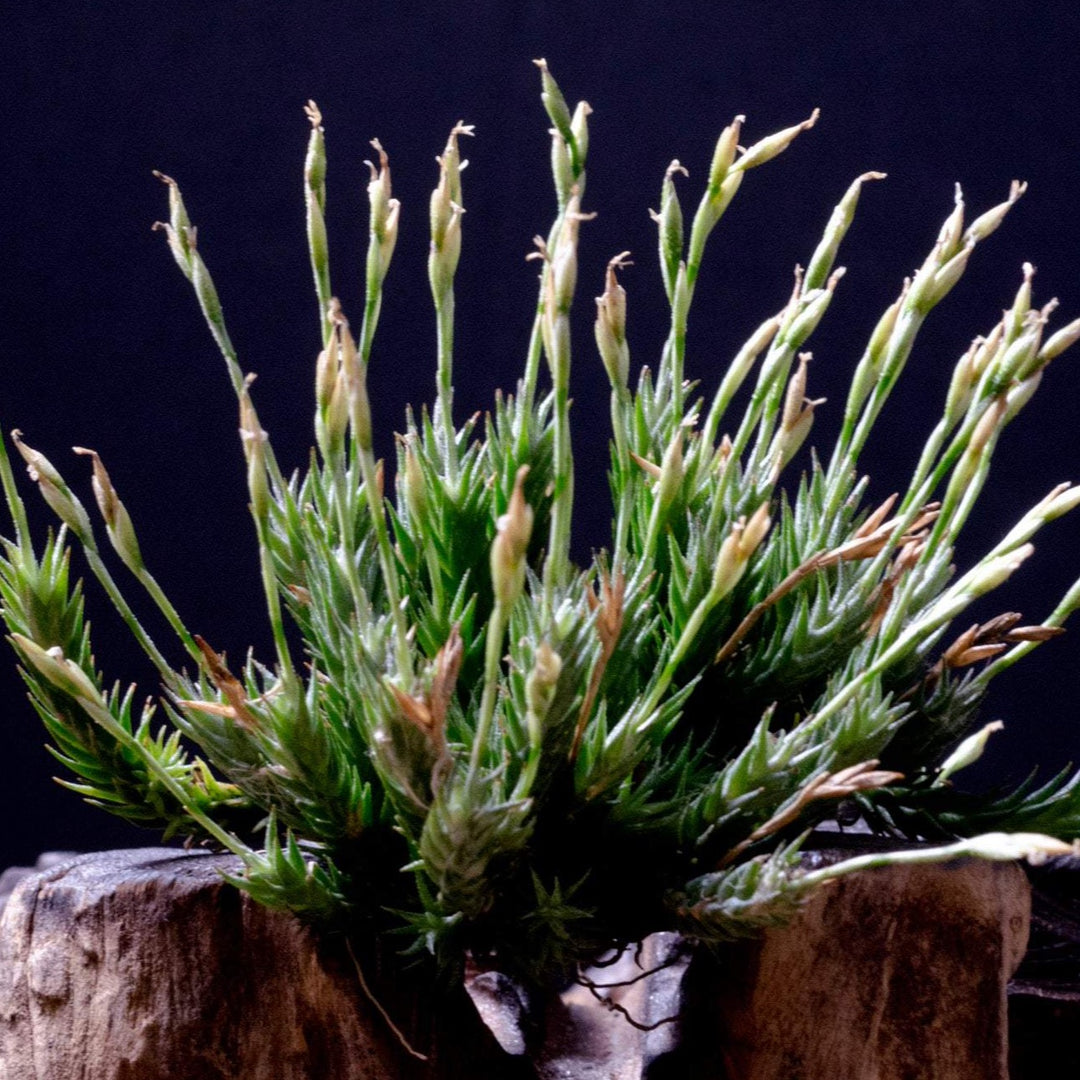 Tillandsia Pedicellata - RARE Miniature Air Plant – The Artizan Way