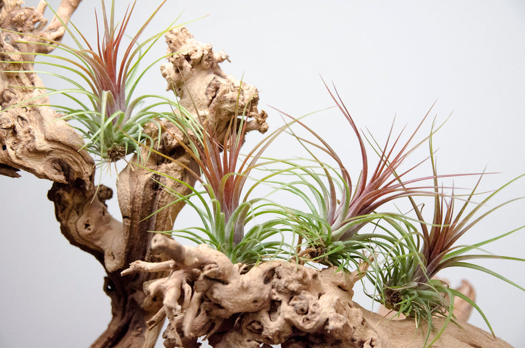 Air Plant Grab Bag | Air Plants | Lively Root