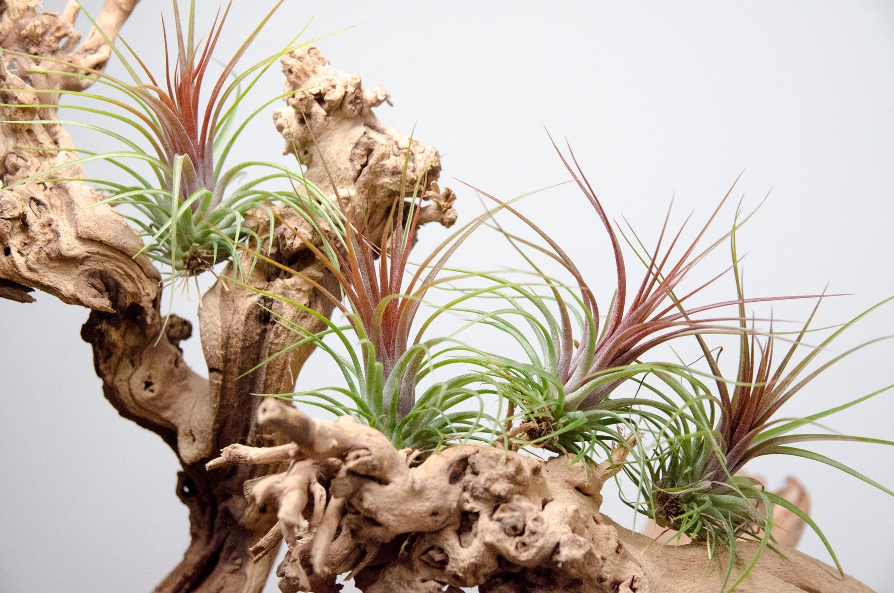 rainforest air plants Tillandsia Rainforest Red
