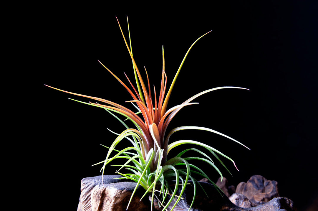 red abdita air plant care Tillandsia Rainforest Red