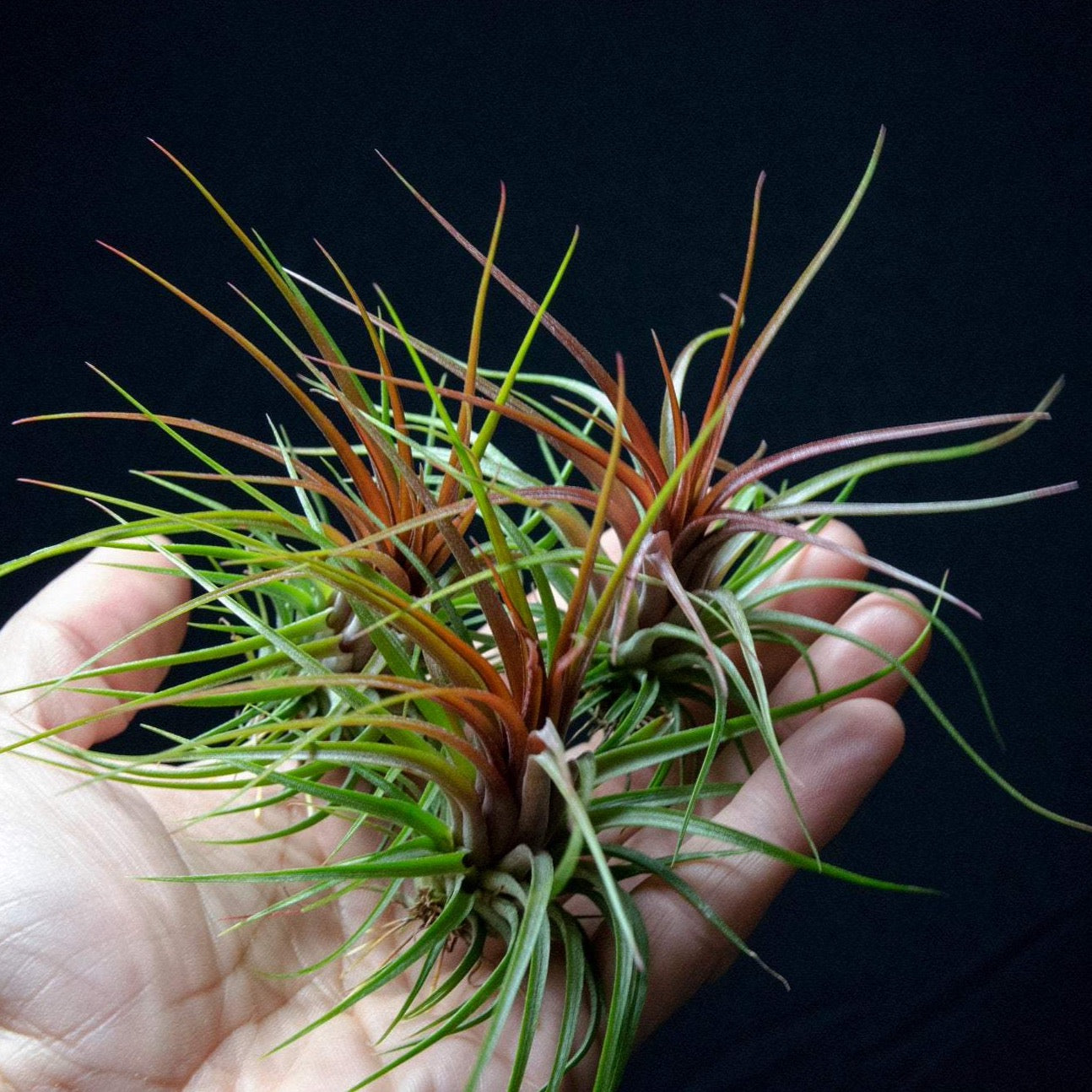 rootless air plants Tillandsia Rainforest Red