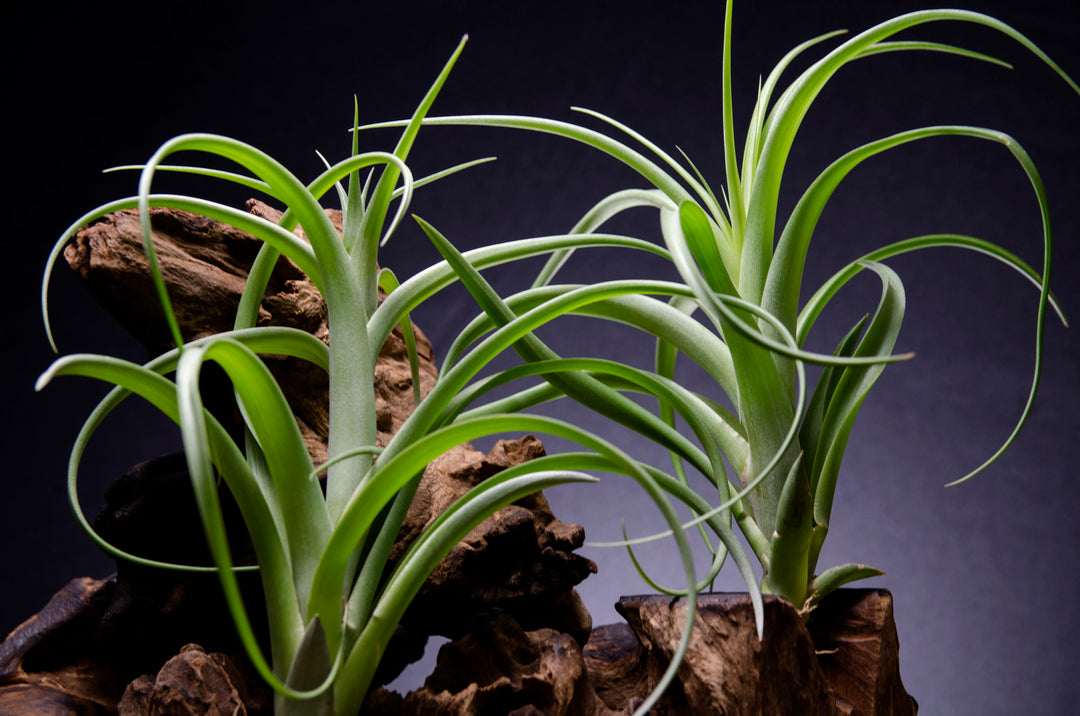 Tillandsia Twisted Tim Green Giant - Air Plant – The Artizan Way