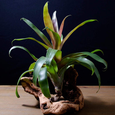 air plants bromeliads Tillandsia Somnians