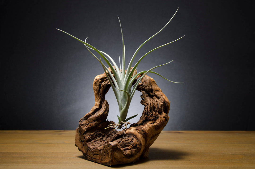 intermedia air plant Tillandsia Albida X Intermedia