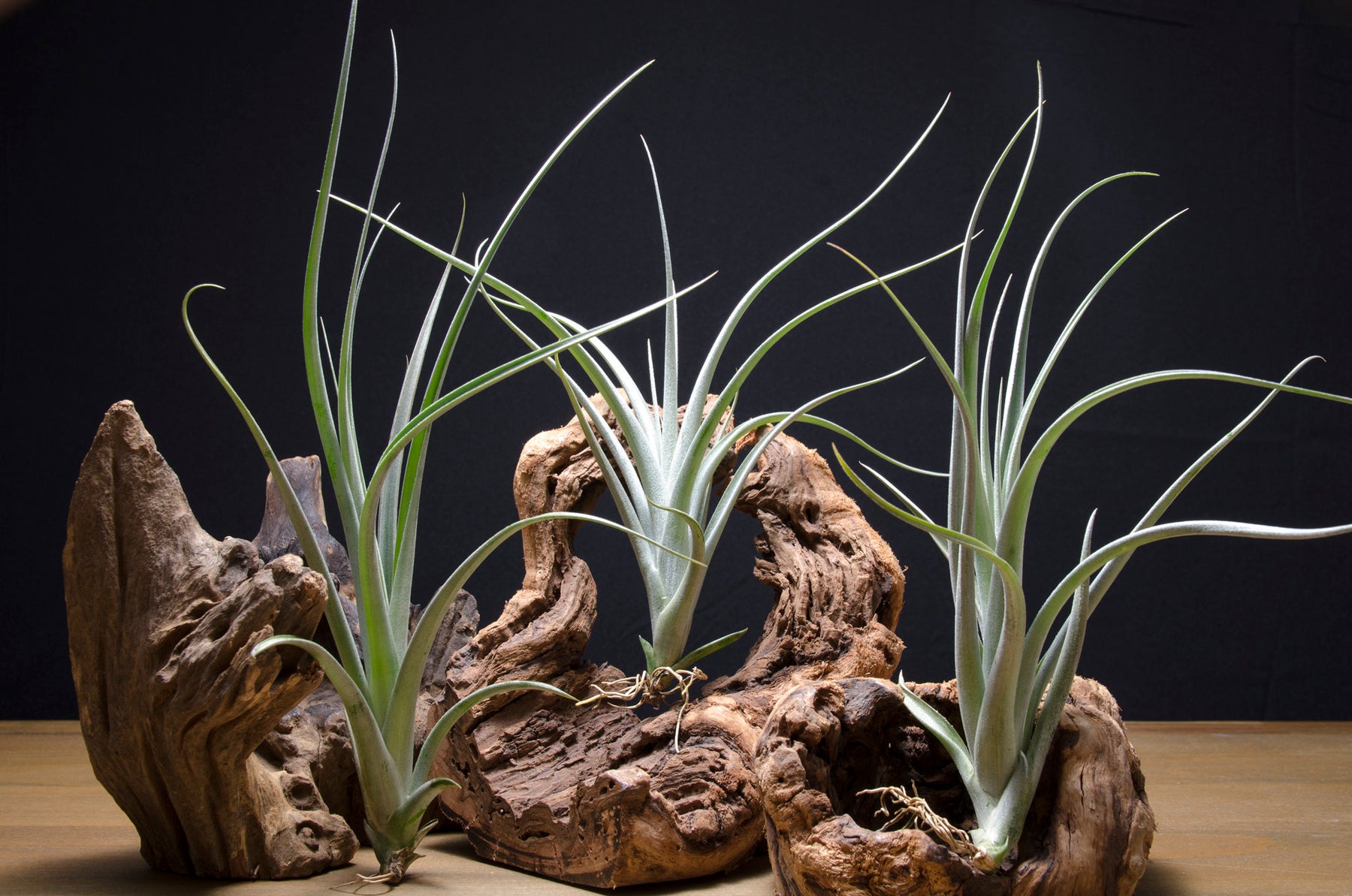 intermedia air plant Tillandsia Albida X Intermedia
