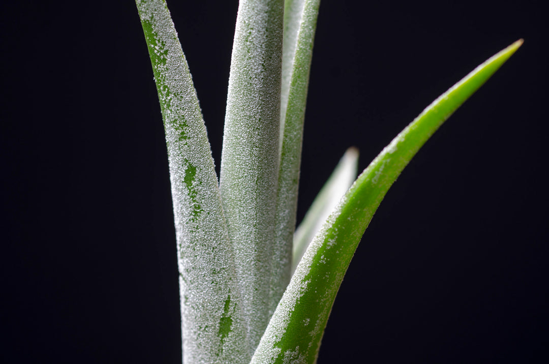 intermedia air plant Tillandsia Albida X Intermedia
