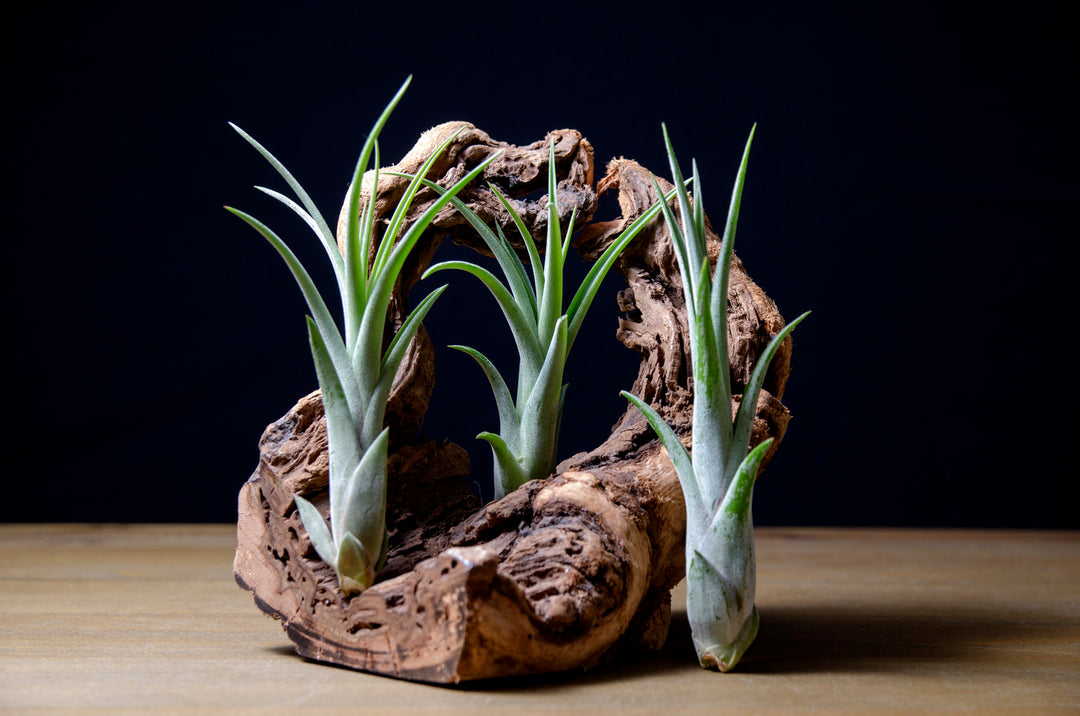 medusae air plant Tillandsia Hybrid Caput Medusae Air Plant – The Artizan Way