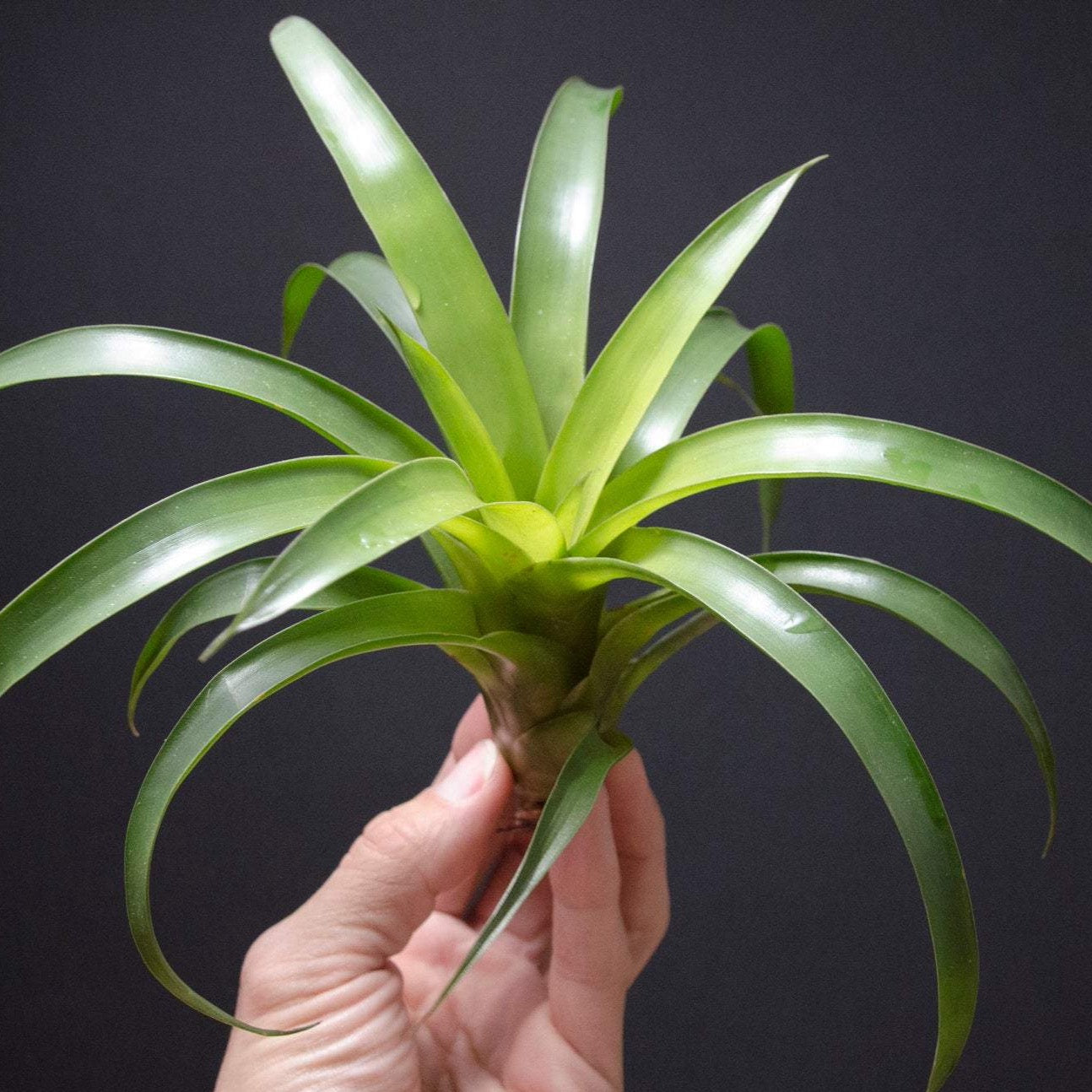 rare air plants Tillandsia Romeroi Gurberii