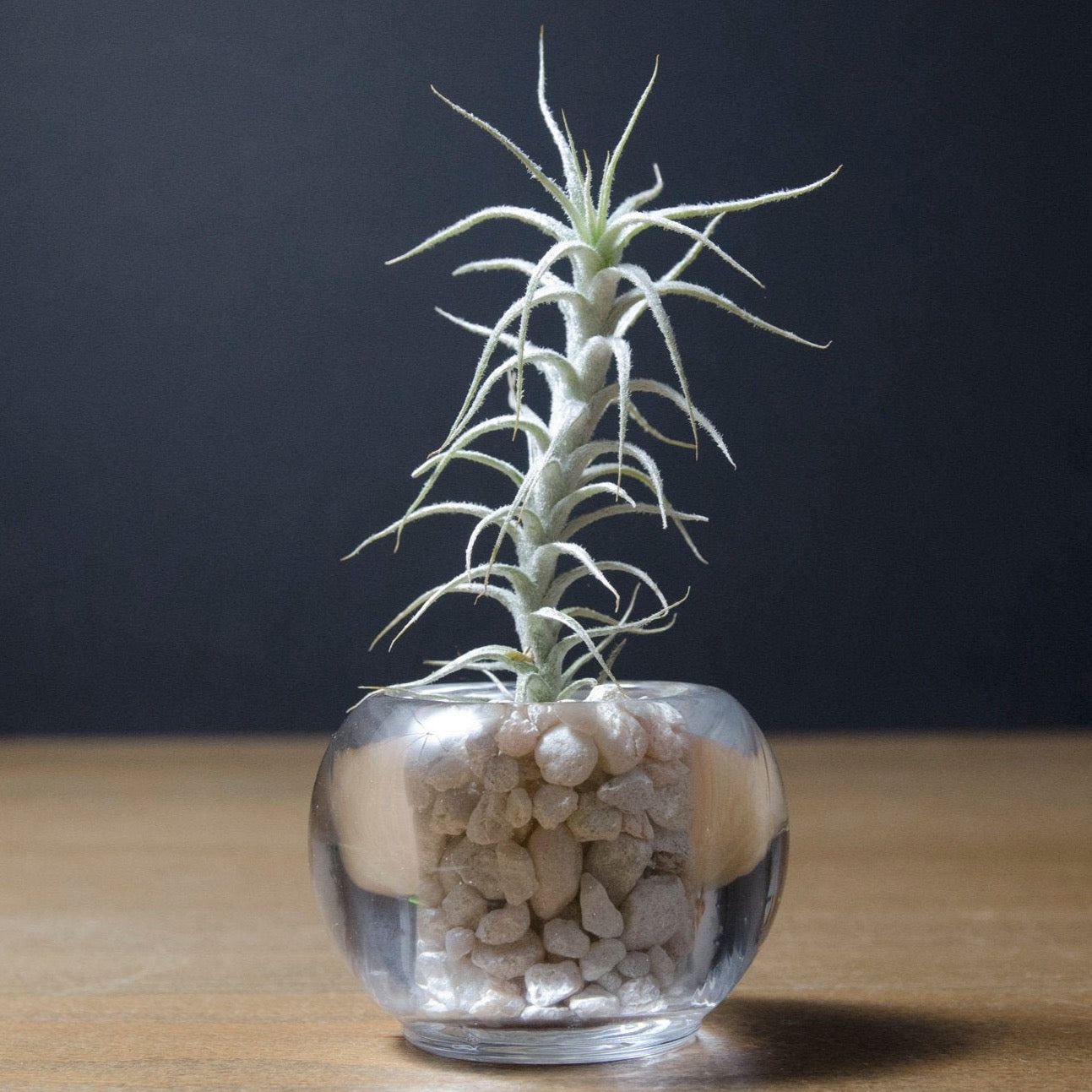 astronaut air plant Tillandsia Stellifera