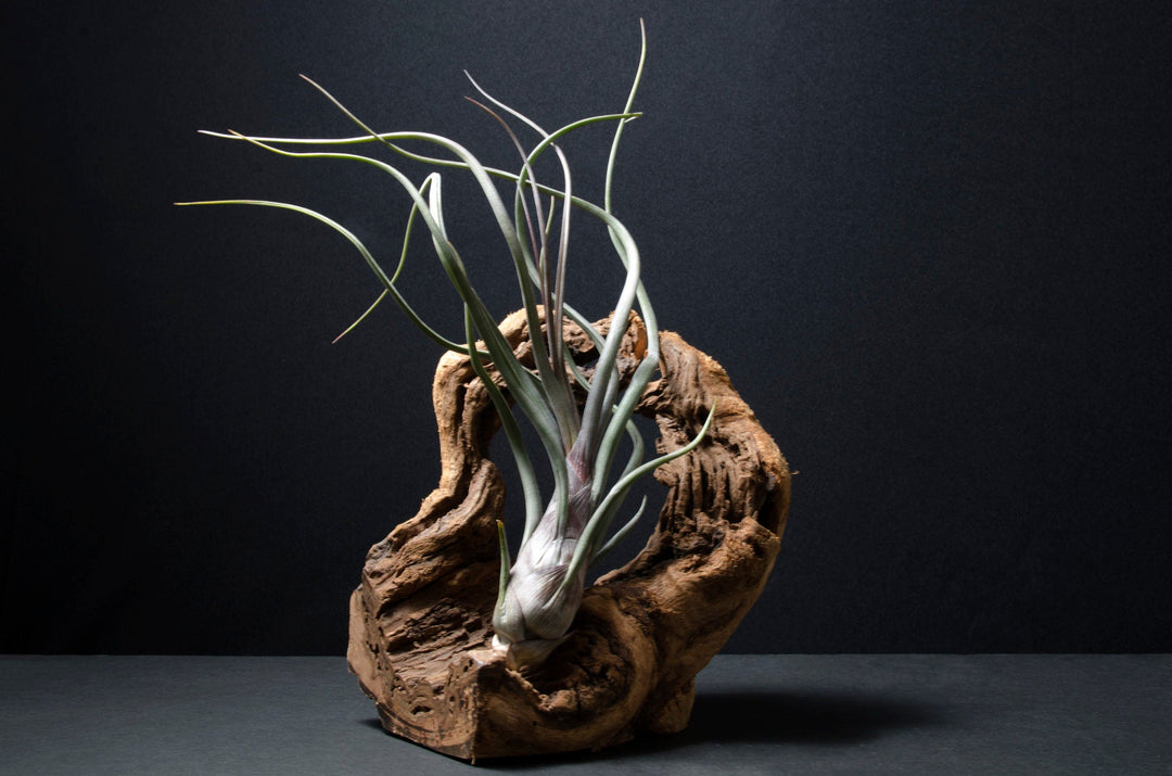 Tillandsia - Wikipedia, la enciclopedia libre Tillandsia - Wikipedia, la enciclopedia libre