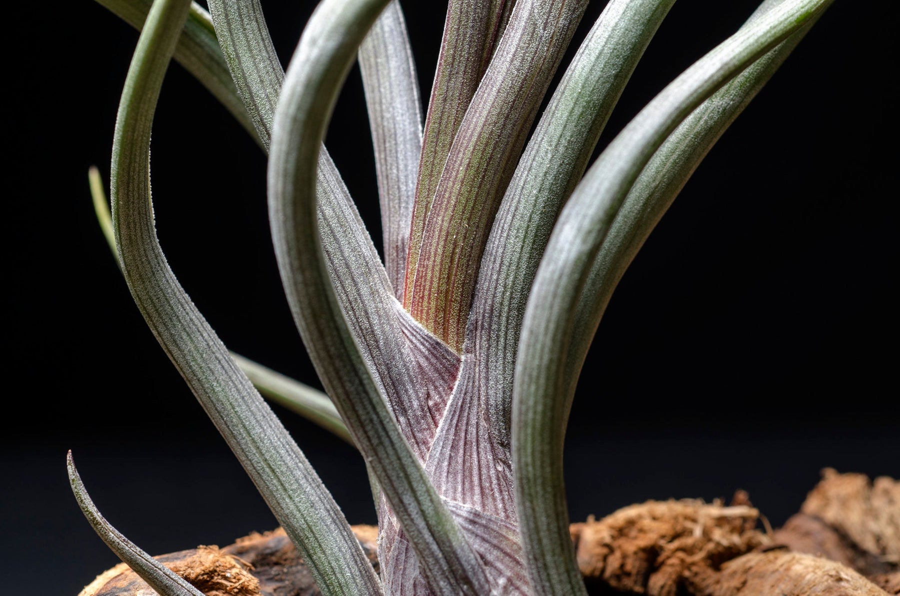 pseudobaileyi air plant Tillandsia Baileyi "Pseudobaileyi"