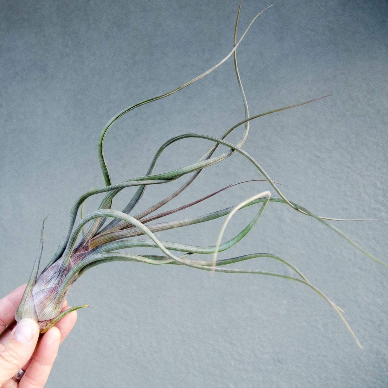 pseudobaileyi air plant Tillandsia Baileyi "Pseudobaileyi"