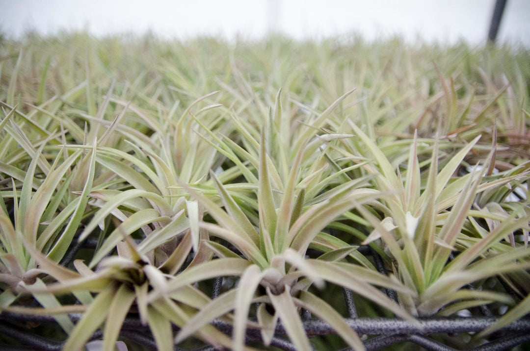 velutina air plant care Tillandsia Velutina