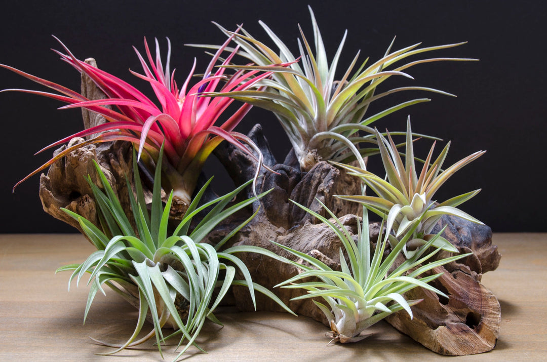 velutina air plant Tillandsia Velutina
