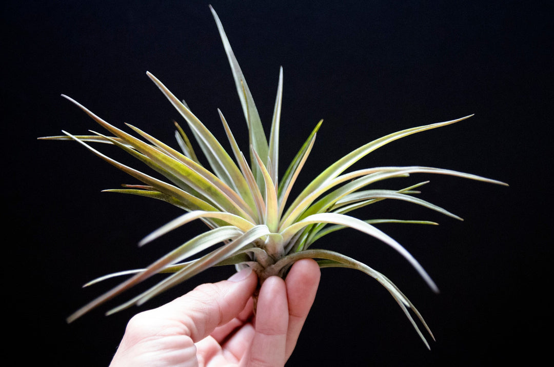 velutina air plant Tillandsia Velutina