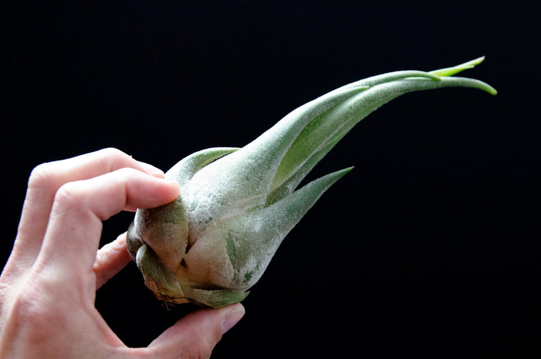 Tillandsia Seleriana - Unusual Air Plant  The Artizan Way